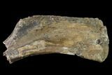 Partial Fossil Edmontosaurus Humerus - South Dakota #145877-1
